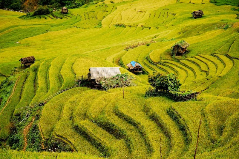 Du lịch Mù Cang Chải - TravelEasy