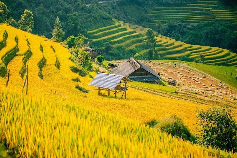 Du lịch Mù Cang Chải - TravelEasy