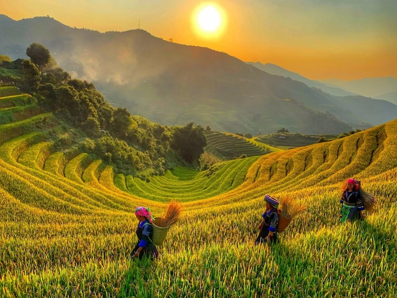 Du lịch Mù Cang Chải - TravelEasy
