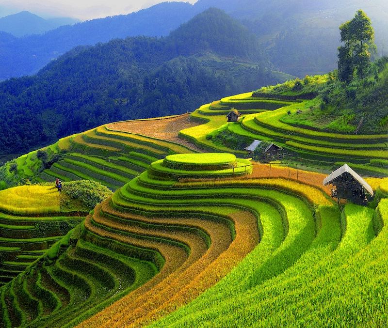 Du lịch Mù Cang Chải - TravelEasy