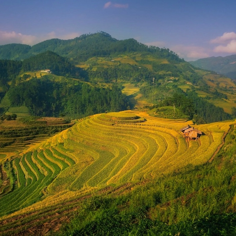 Du lịch Mù Cang Chải - TravelEasy