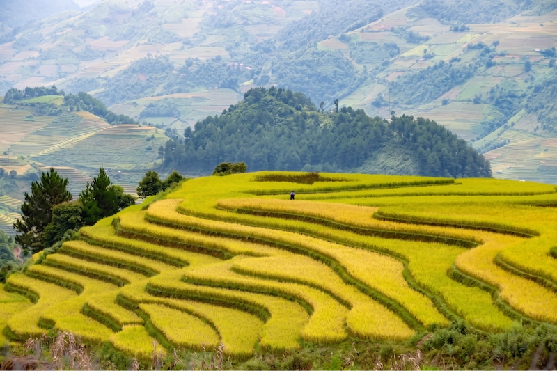Du lịch Mù Cang Chải - TravelEasy