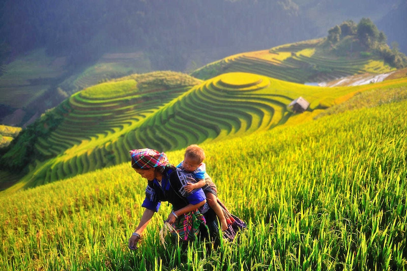 Du lịch Mù Cang Chải - TravelEasy