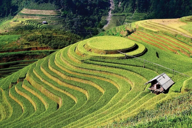Du lịch Mù Cang Chải - TravelEasy