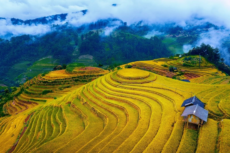 Du lịch Mù Cang Chải - TravelEasy
