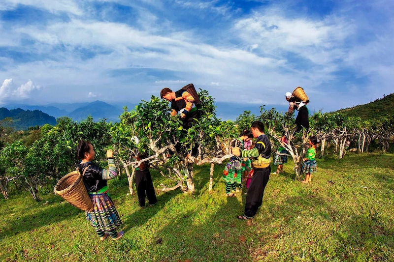 Du lịch Mù Cang Chải - TravelEasy