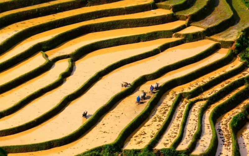 Du lịch Mù Cang Chải - TravelEasy