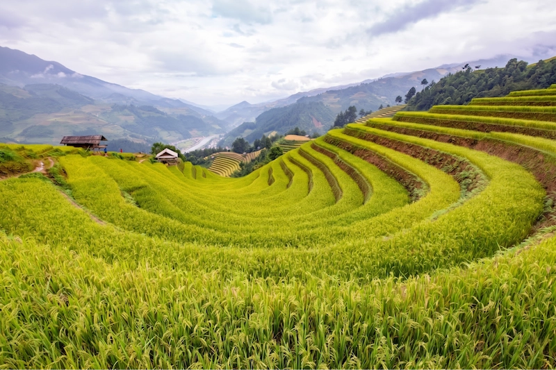 Du lịch Mù Cang Chải - TravelEasy