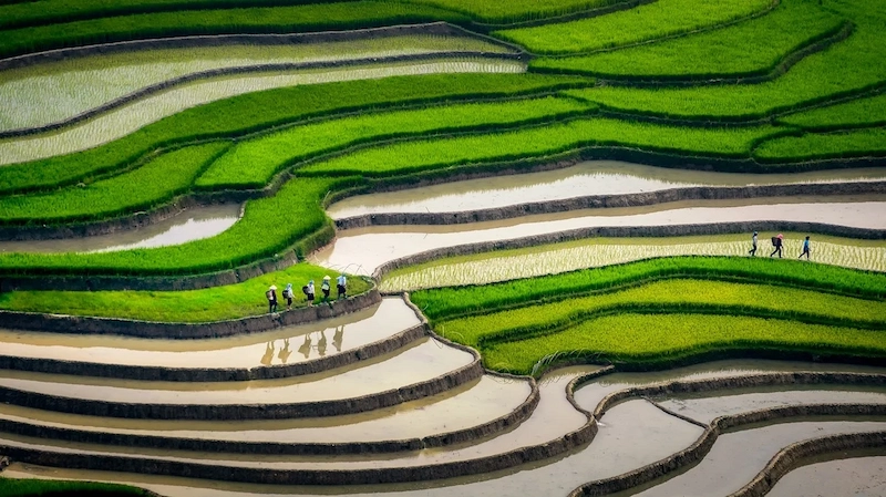 Du lịch Mù Cang Chải - TravelEasy