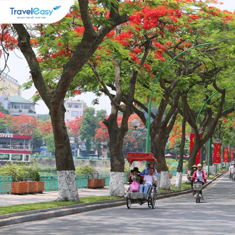 Hoa phượng đỏ rực một góc phố Hà Nội những ngày hè