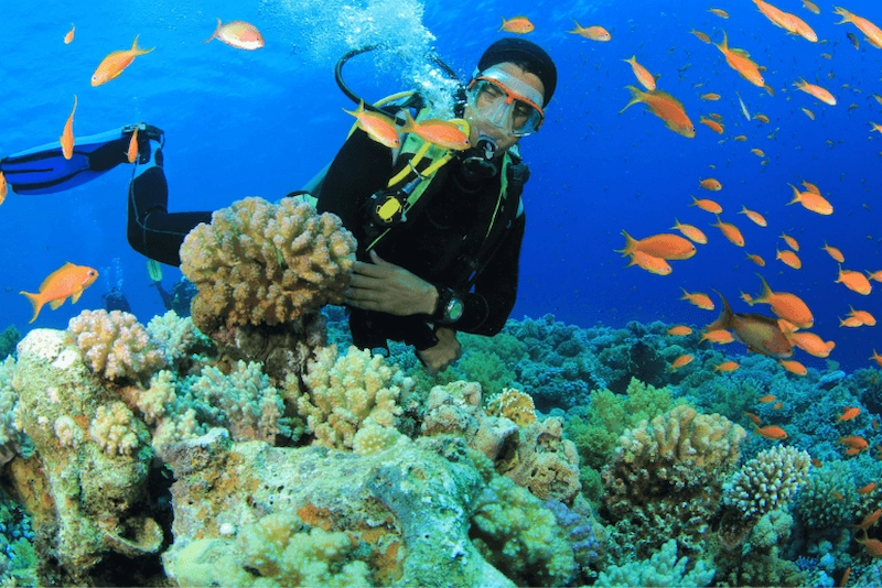 Kinh nghiệm du lịch Cù Lao Chàm tự túc chi tiết từ A đến Z - TravelEasy