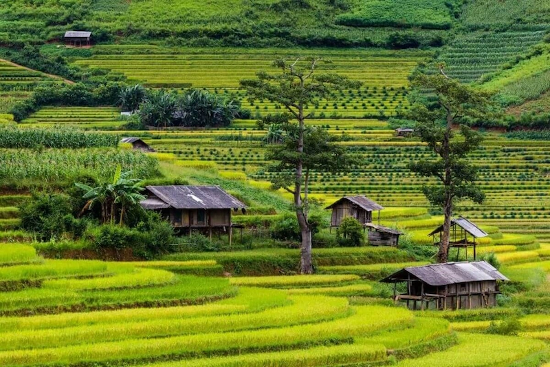 Du lịch Mù Cang Chải - TravelEasy